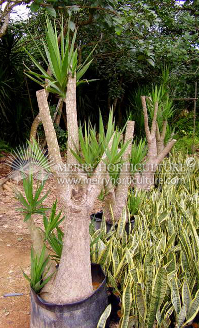 Yucca elephantipes (Bonsai) 3